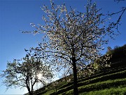 CANTO ALTO in direttissima la prima volta per sentieri insoliti da sopra casa-Zogno (8apr21) - FOTOGALLERY